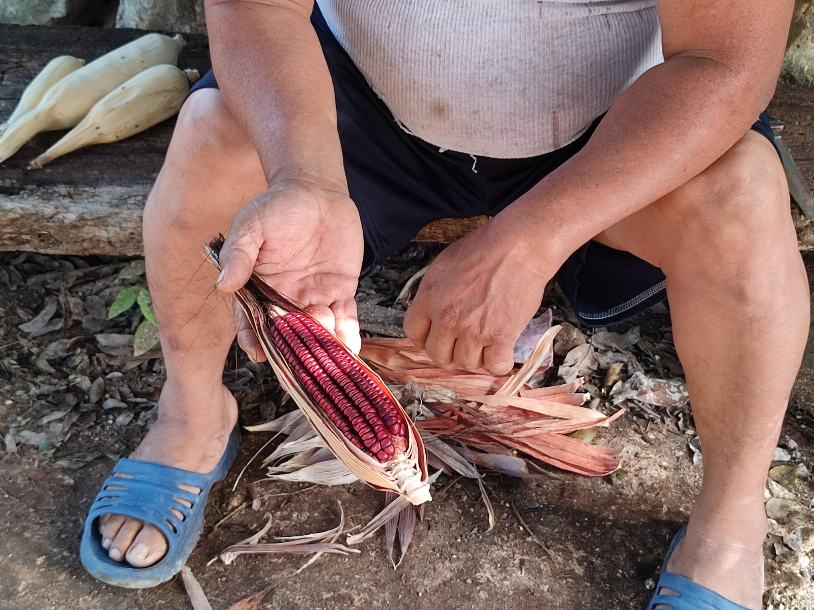 Nuuk Nal, semilla de maíz nativa de Yucatán, en peligro de escasez