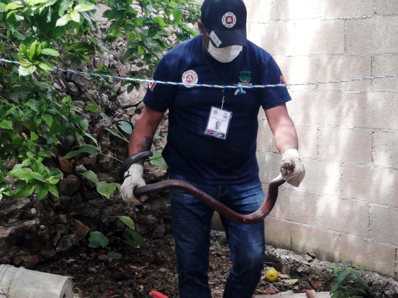 Serpiente de más de un metro aterroriza a familia en Oxkutzcab