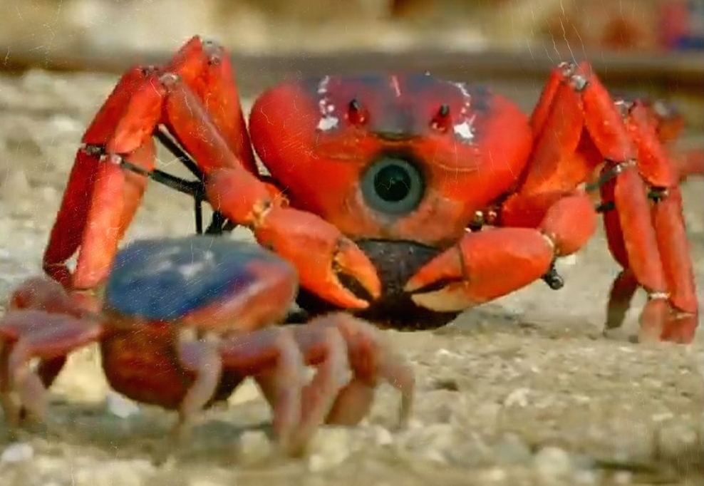 La empresa se ha encargado de la creación de diversas especies para gravar a los animales. Foto: Captura de Pantalla