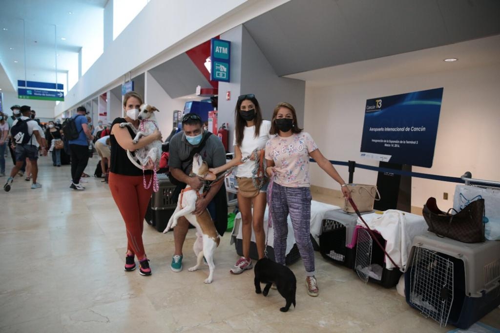 Los perritos fueron rescatados de las calles de Cancún y la Riviera Maya, y ahora viajarán a conocer a sus nuevos dueños