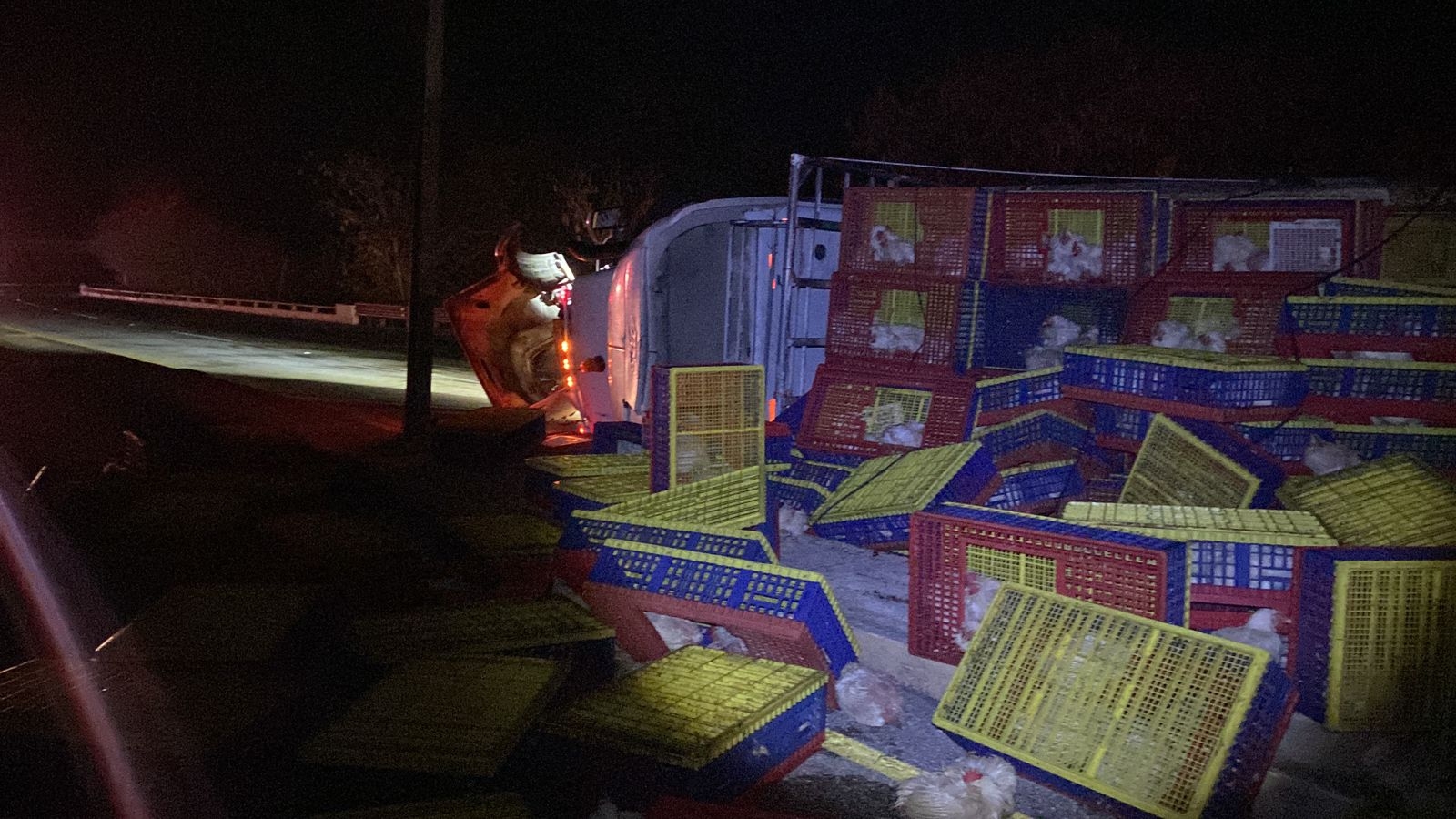 Bomberos de Campeche retiraron los pollos muertos de la carretera y ayudaron al chofer del tráiler volcado