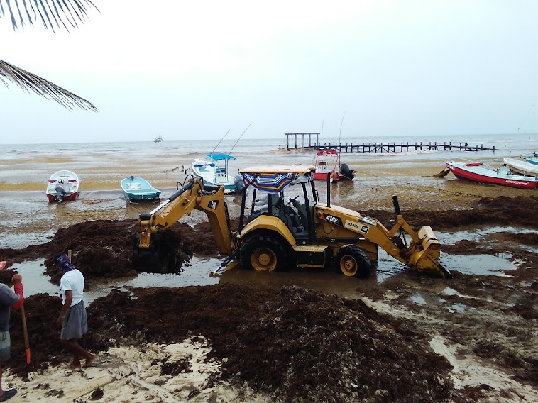 En 2021, Playa del Carmen fue uno de los destinos turísticos más afectados por el recale de sargazo según los reportes de la Semar