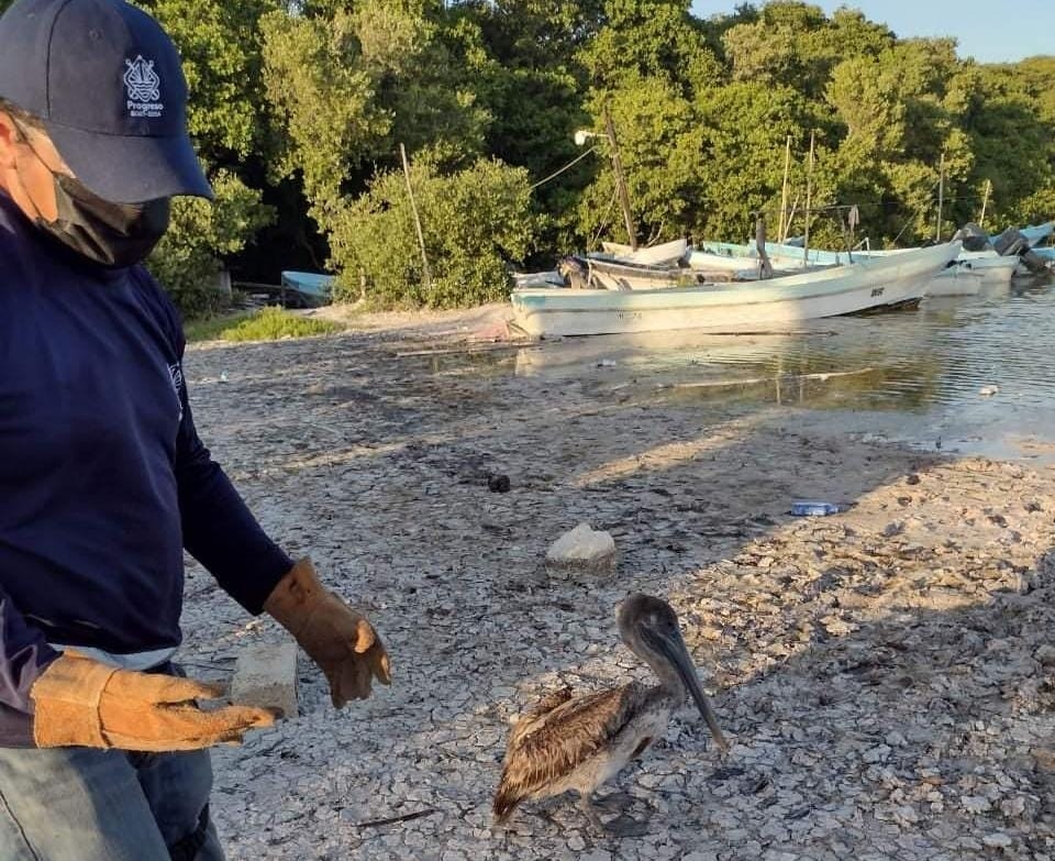 Policía Ecológica de Progreso rescata a un pelícano golpeado