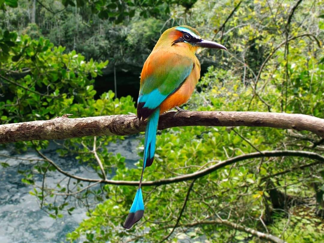 Los organizadores piden acudir al evento con binoculares y disfrutar de la belleza de los animales de Yucatán