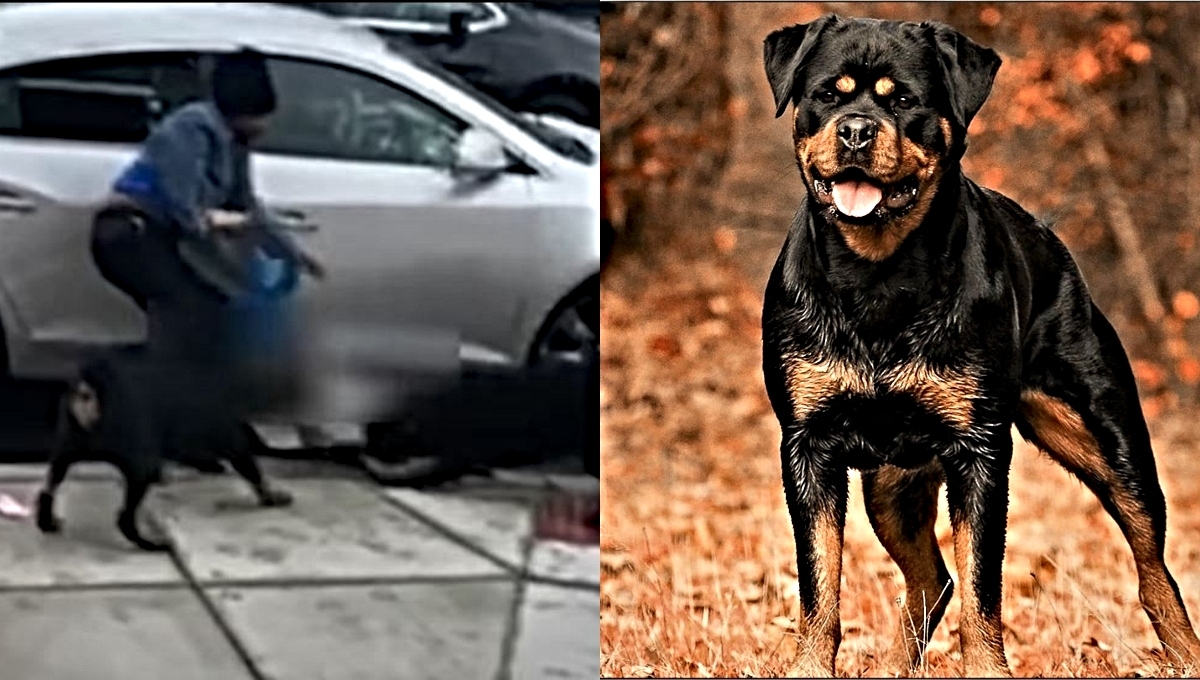 Captan el momento en que un niño es atacado ferozmente por dos perros rottweiler: VIDEO