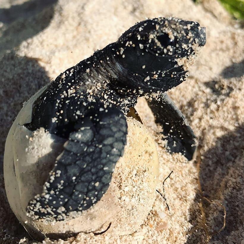 Protegen la anidación de tortugas en Telchac Puerto, Yucatán