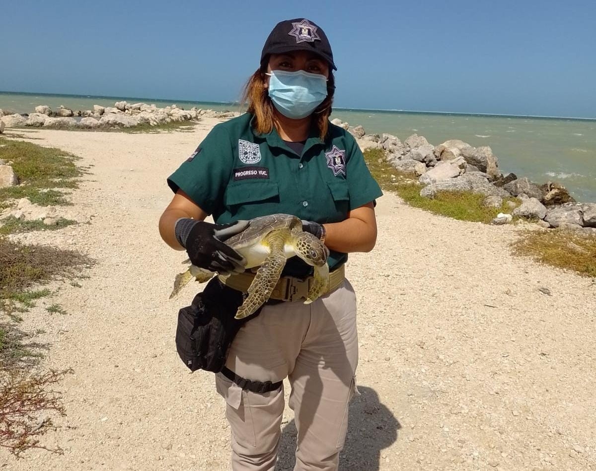 Recala pequeña tortuga en la costa de Progreso