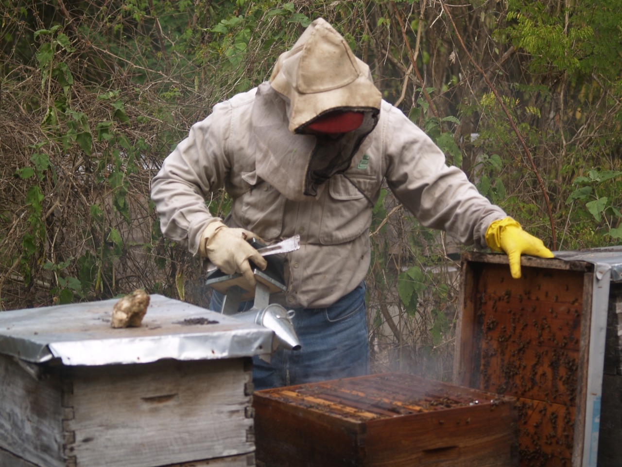 La gran mayoría de las abejas, desde hace 10 días ha comenzado su alimentación especialmente a través de la floración silvestre