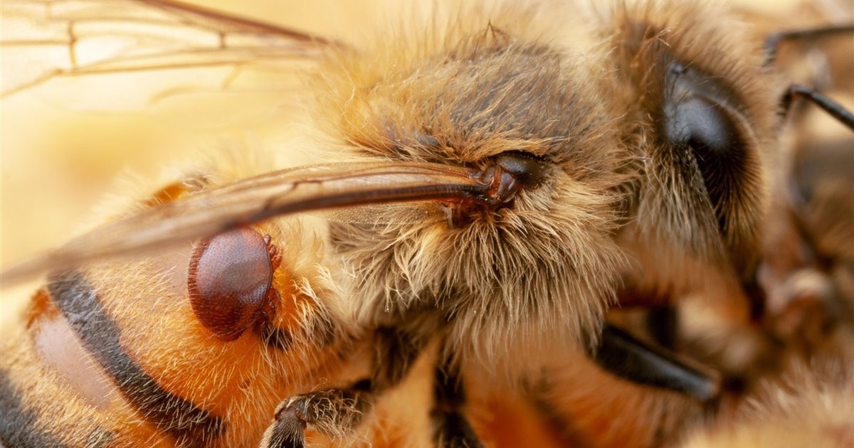 Plaga de 'varroa' afecta a apicultores de Peto