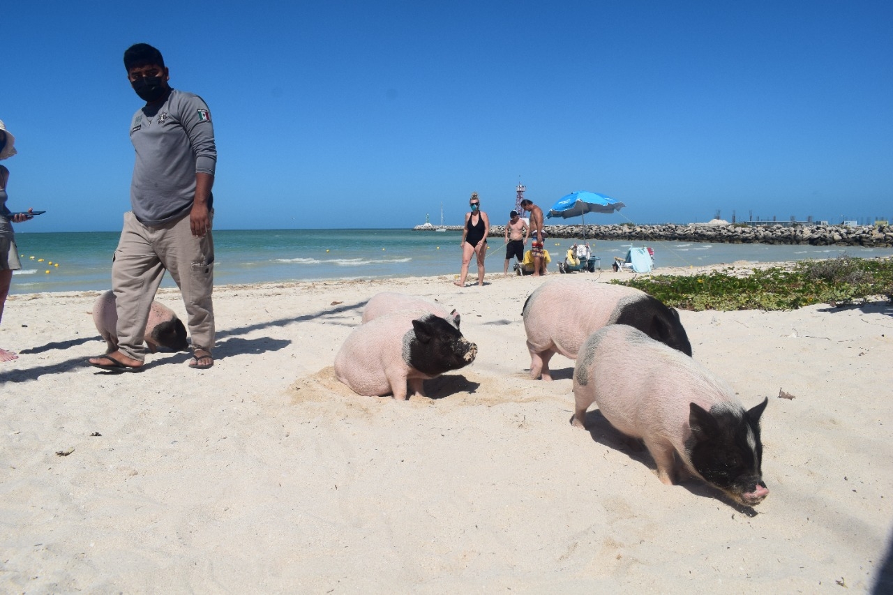 Pig Beach en Progreso recibe a más de 500 personas en sábados y domingos, indicó la Policía Ecológica