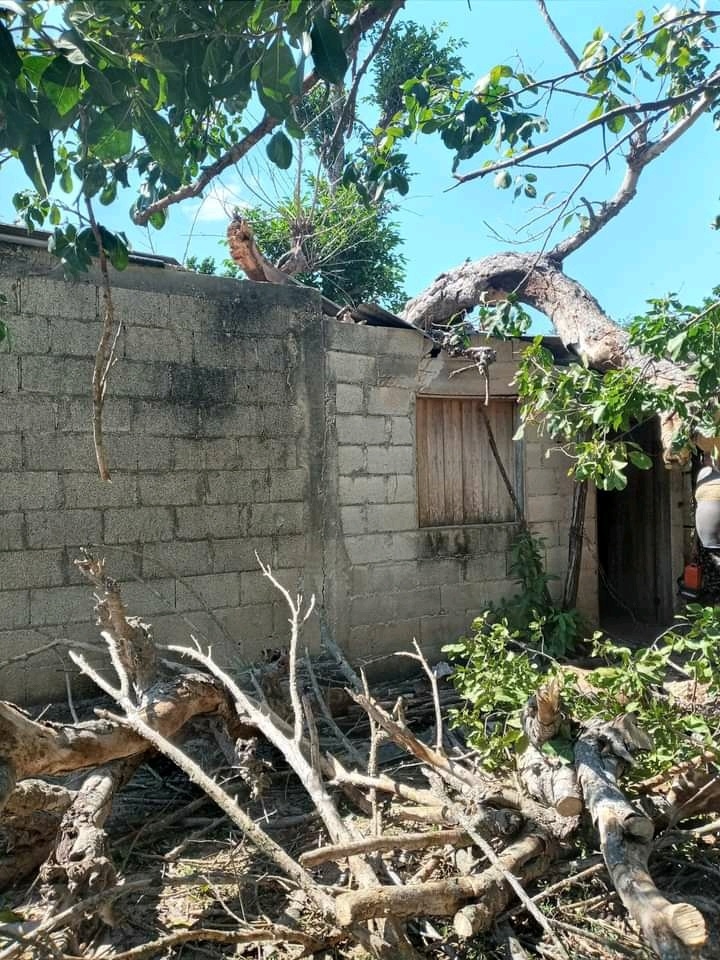 Se desploma árbol sobre la casa de un abuelito de Hopelchén