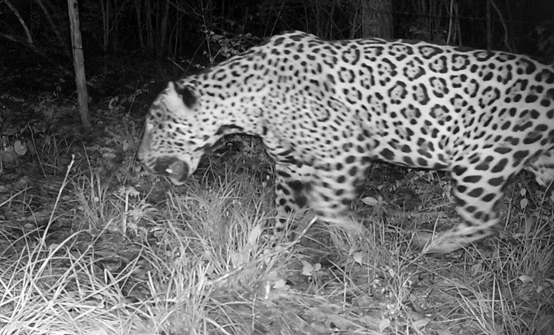 Jaguares devoran ganado en Calakmul por invasión de su hábitat, aseguran