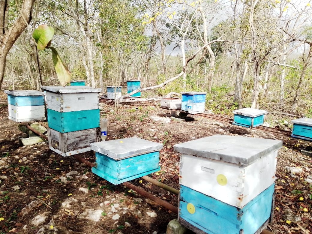 Algunos apicultores señalan al programa "Peso a Peso" como su única esperanza económica