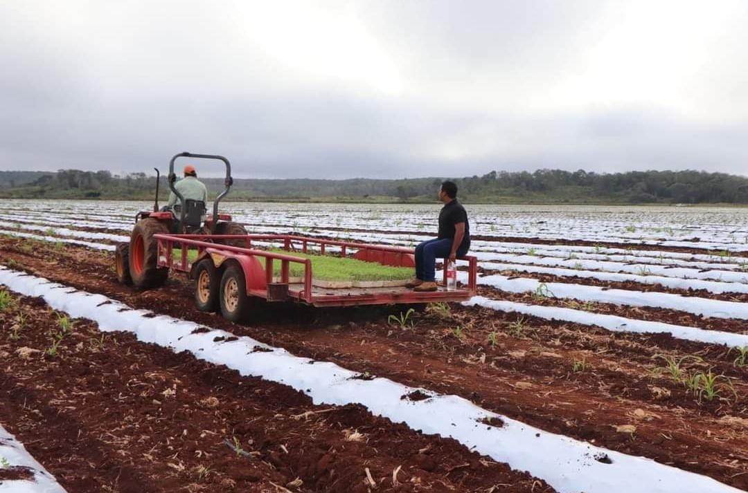 Los campos mecanizados han dado mejor producción a Campeche