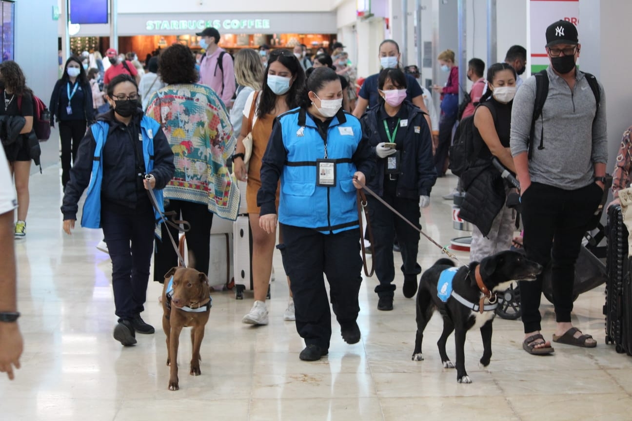 Los dos perros que pasearon por el aeropuerto de Cancún pertenecen al Servicio Nacional de Sanidad, Inocuidad y Calidad Agroalimentaria