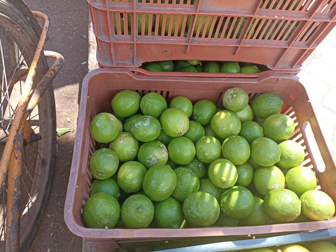Registran precio récord del limón en Oxkutzcab; podría aumentar por la Cuaresma
