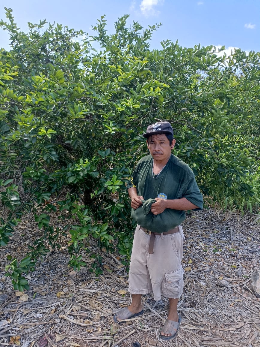 Productores de limón en Dzan denuncian robo hormiga en sus cultivos