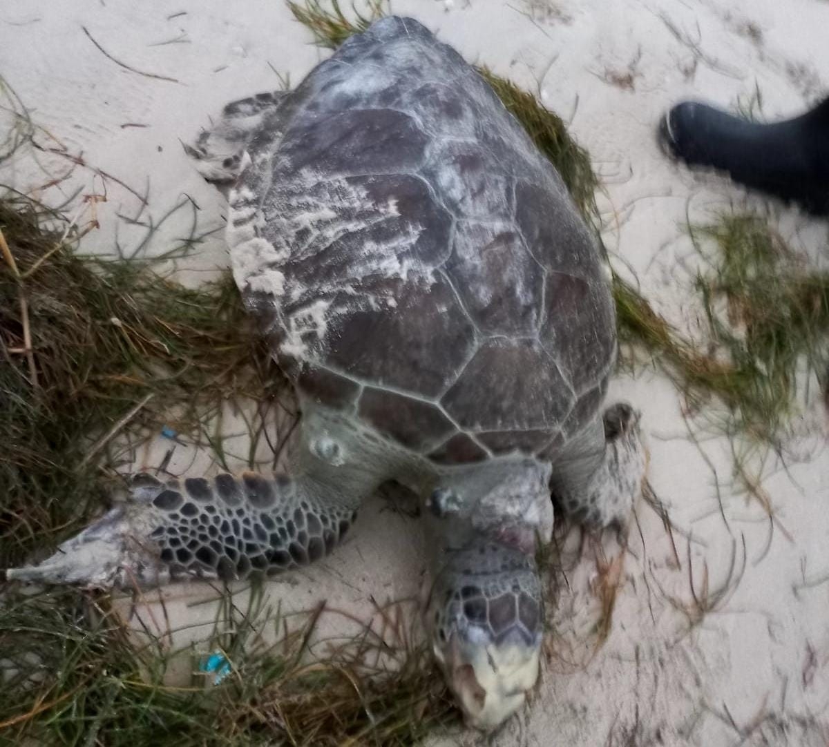 A pesar de que la tortuga verde llegó sin partes de su cuerpo, se descarta que fuera atacada