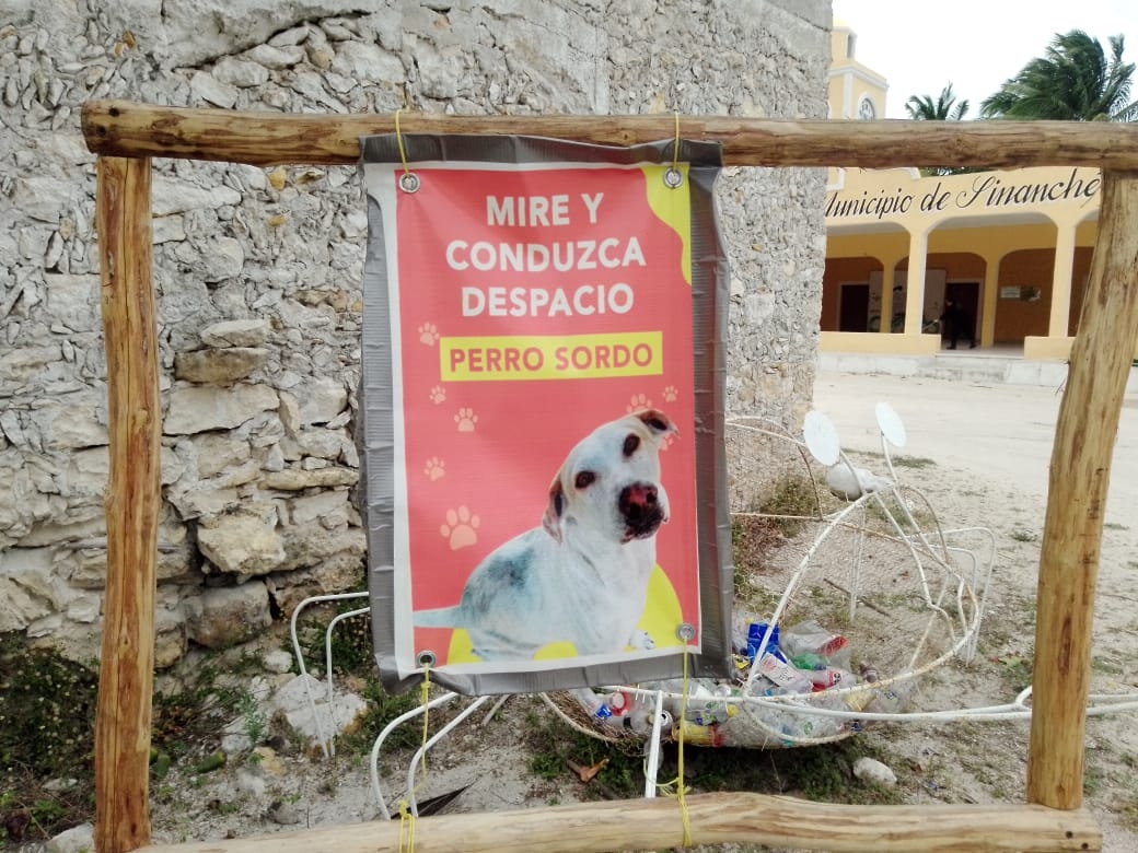 Con cartel, protegen a 'Sordo', un perro callejero de San Crisanto