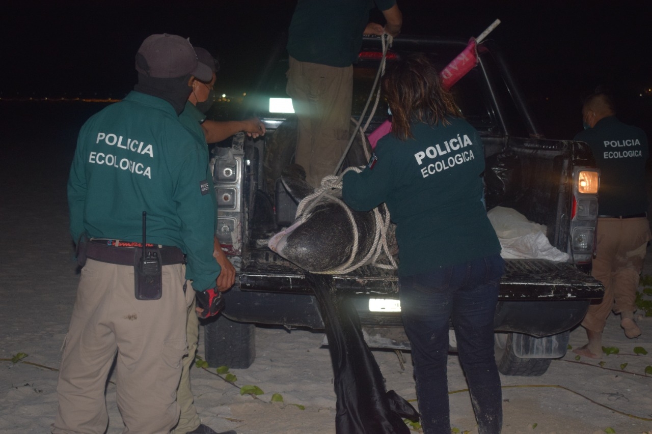 Encuentran otra orca pigmea muerta en las costas de Chicxulub