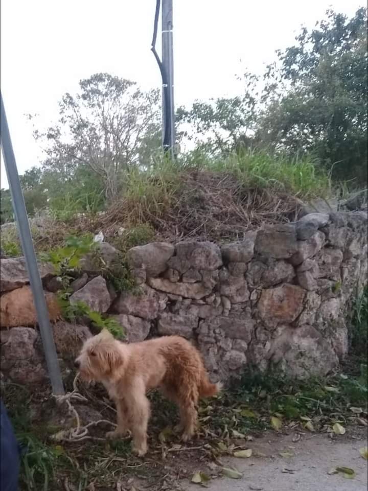 La policía iniciará una investigación para dar con el dueño del animalito