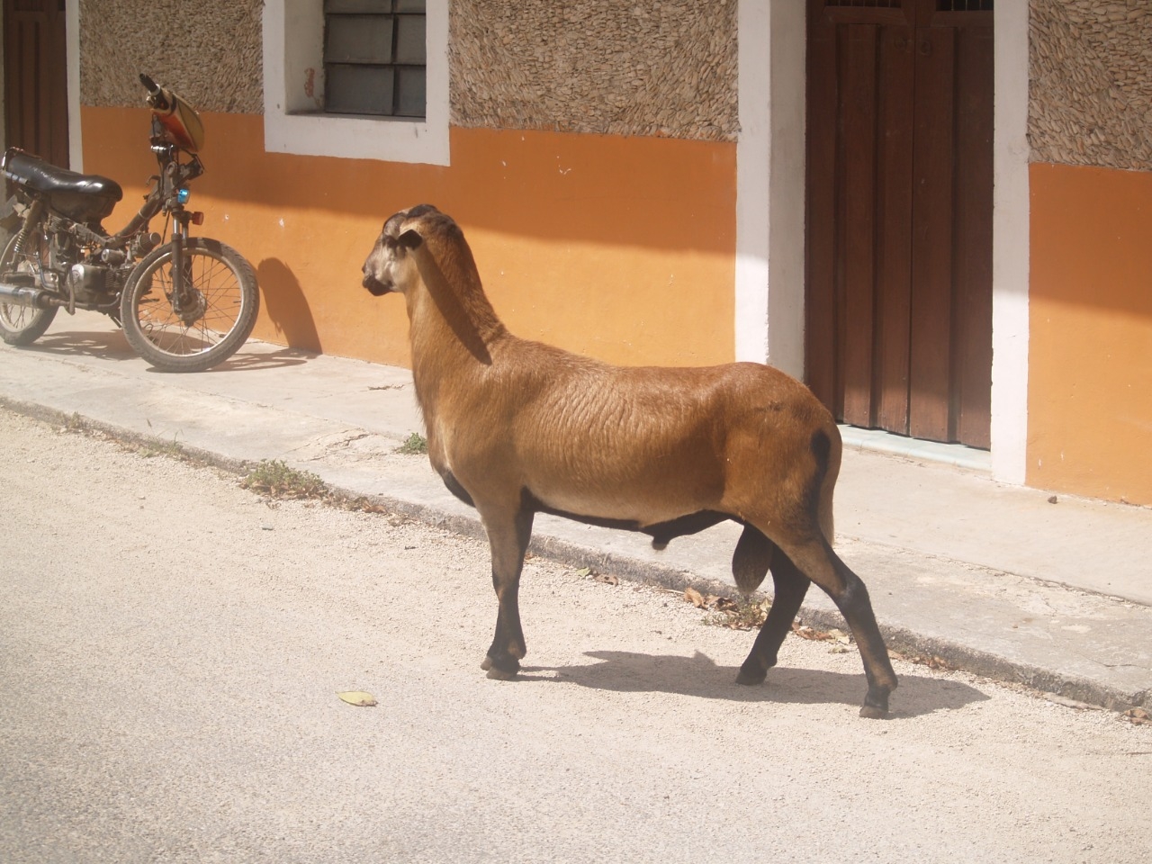 'Carnero' se pasea por las calles de Sinanché; lo confunden con el Huay Chivo