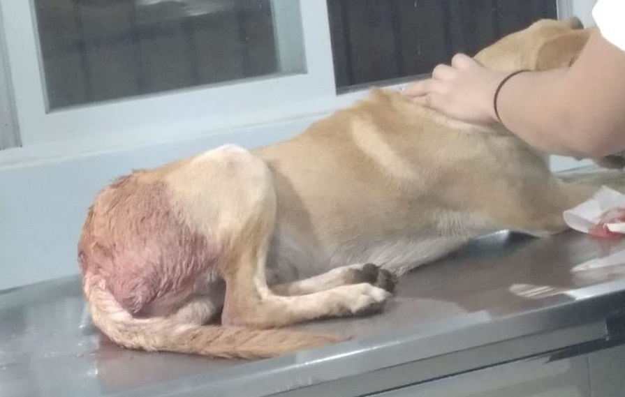 Activistas rescatan a un perro herido a machetazos en Tekax