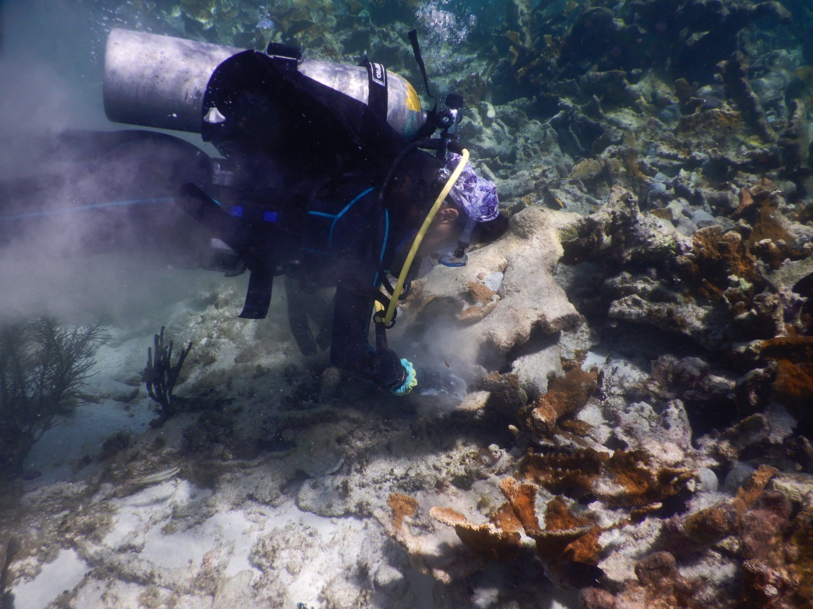 Las actividades permitidas son ecoturismo, monitoreo y la investigación científica