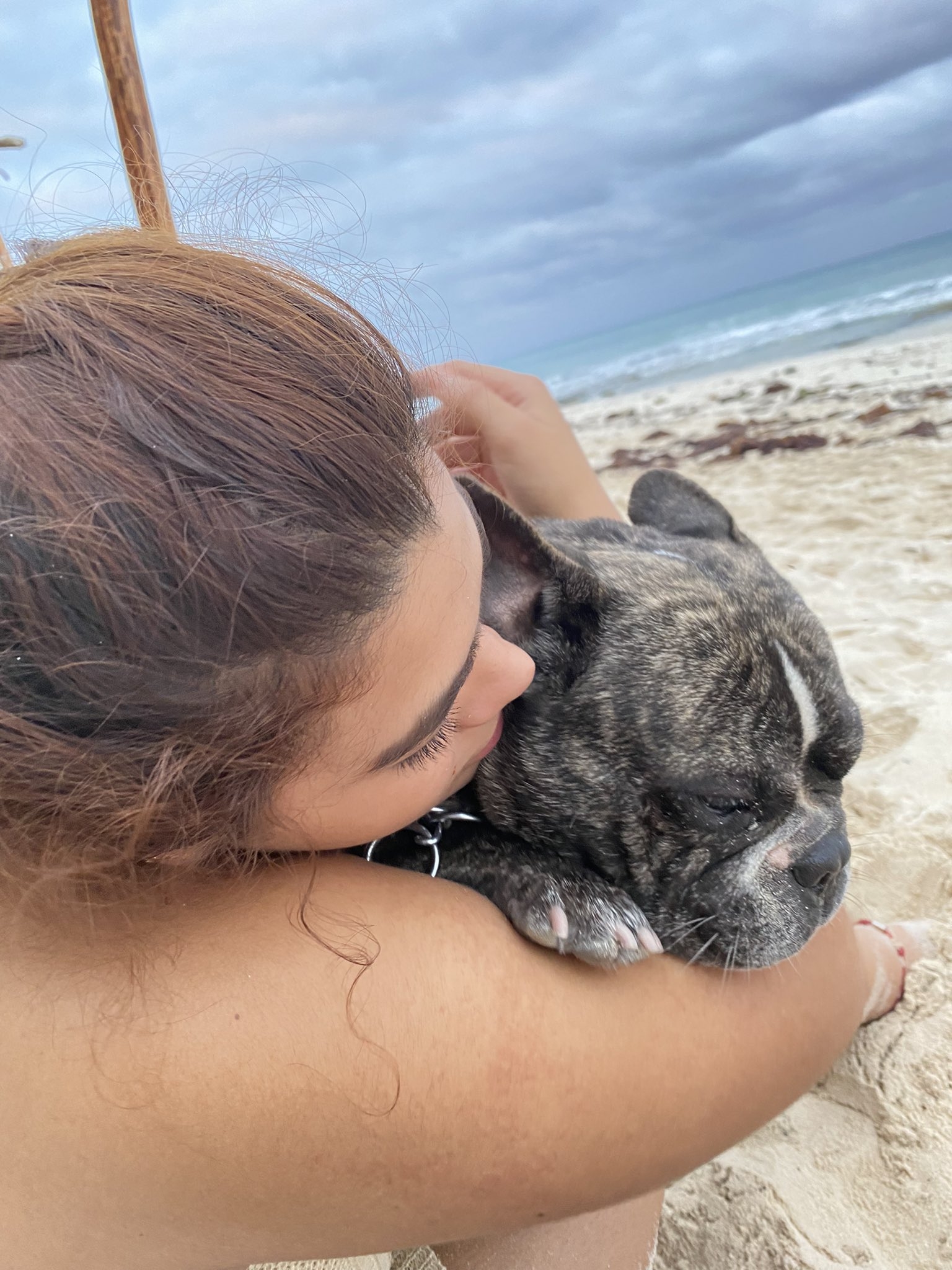 'Marlon' es un Bulldog Francés, indicó su dueña dentro del tuit en el que le busca una pareja en Playa del Carmen