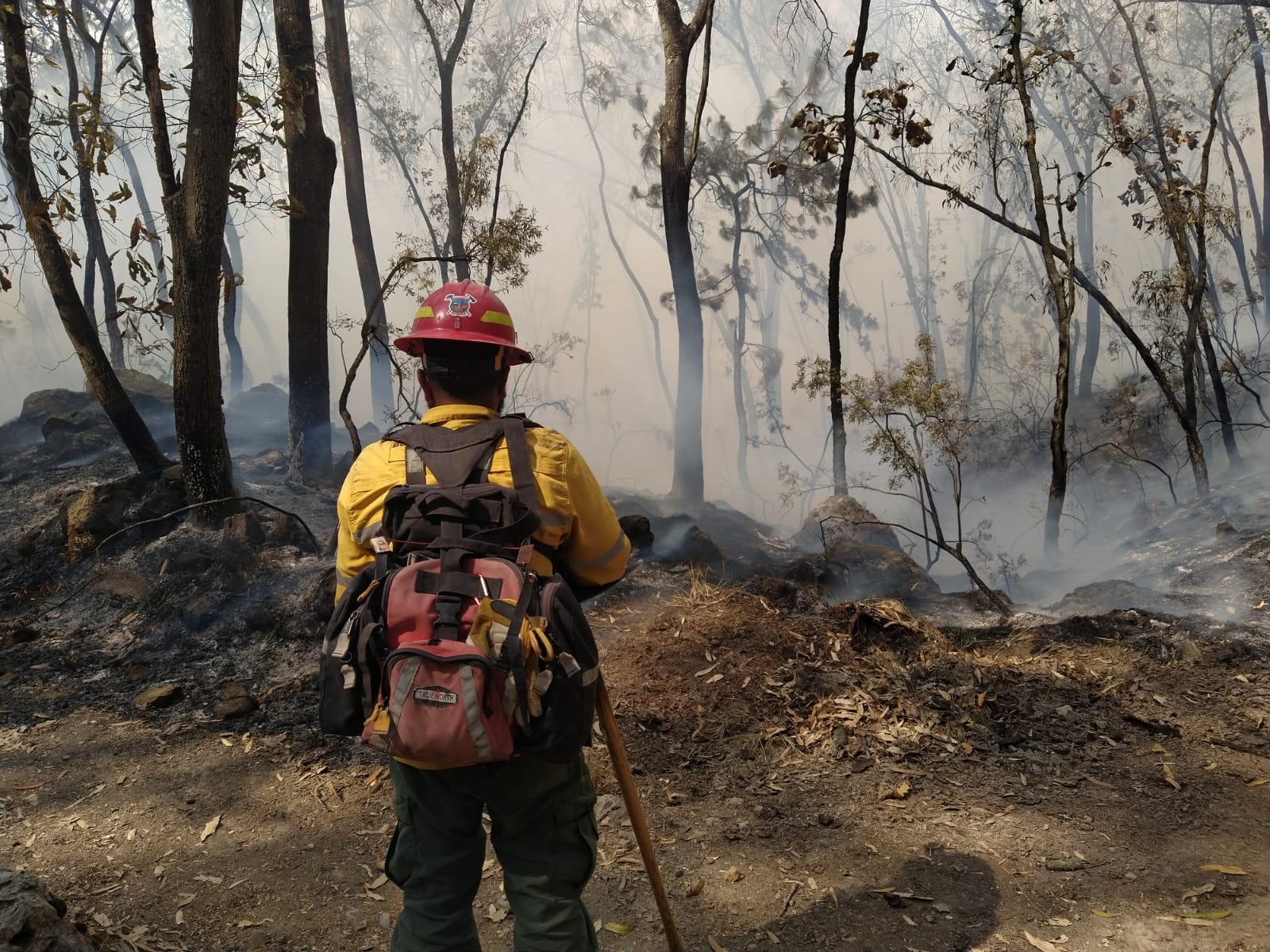 El Bosque Primavera es uno de los pulmones más importantes para Guadalajara. Foto: Gobierno de Zapopan