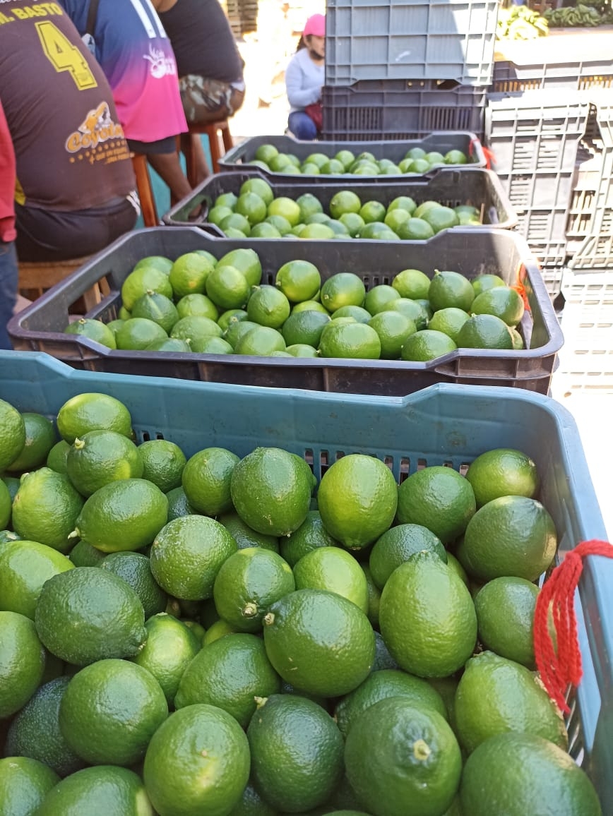 Precio del limón en Oxkutzcab 'se desploma' hasta los 400 pesos por caja