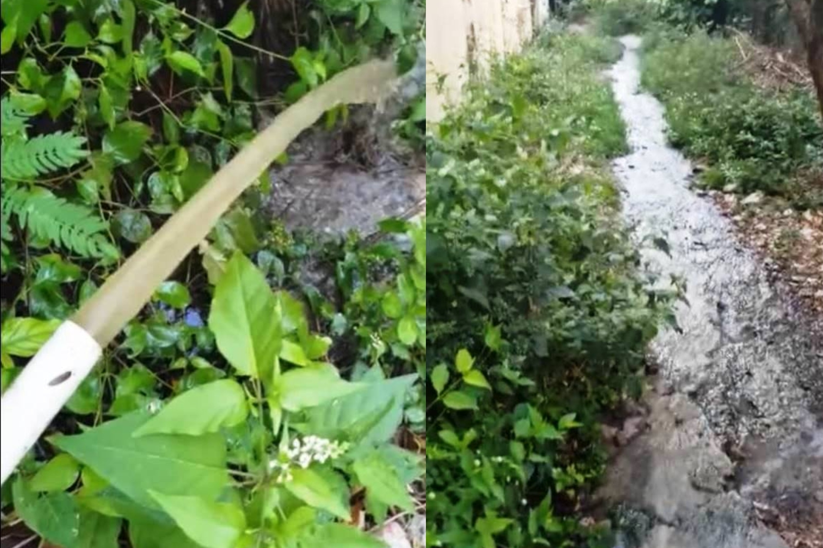 Vecinos denuncian derrame de aguas negras en Punta Sur de Isla Mujeres: VIDEO