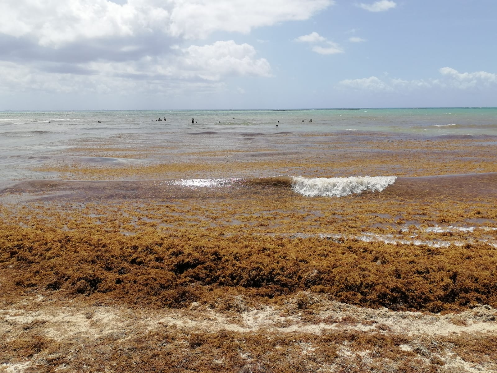 Estas son las playas limpias de sargazo en Quintana Roo este 25 de marzo