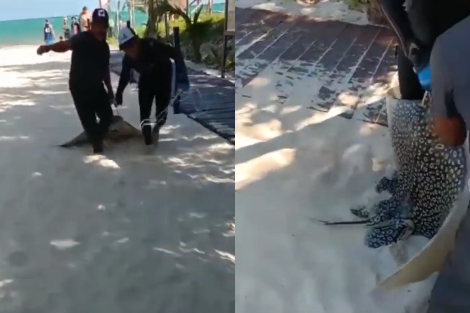 El animal fue arrastrado desde el mar hasta un triciclo, que los pescadores tenían listo para llevárselo en Playa del Carmen