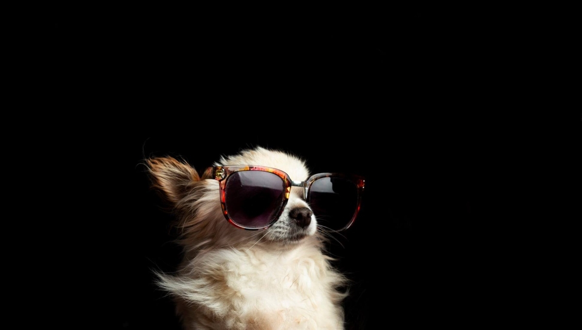 Así puedes proteger a tu perrito de un golpe de calor