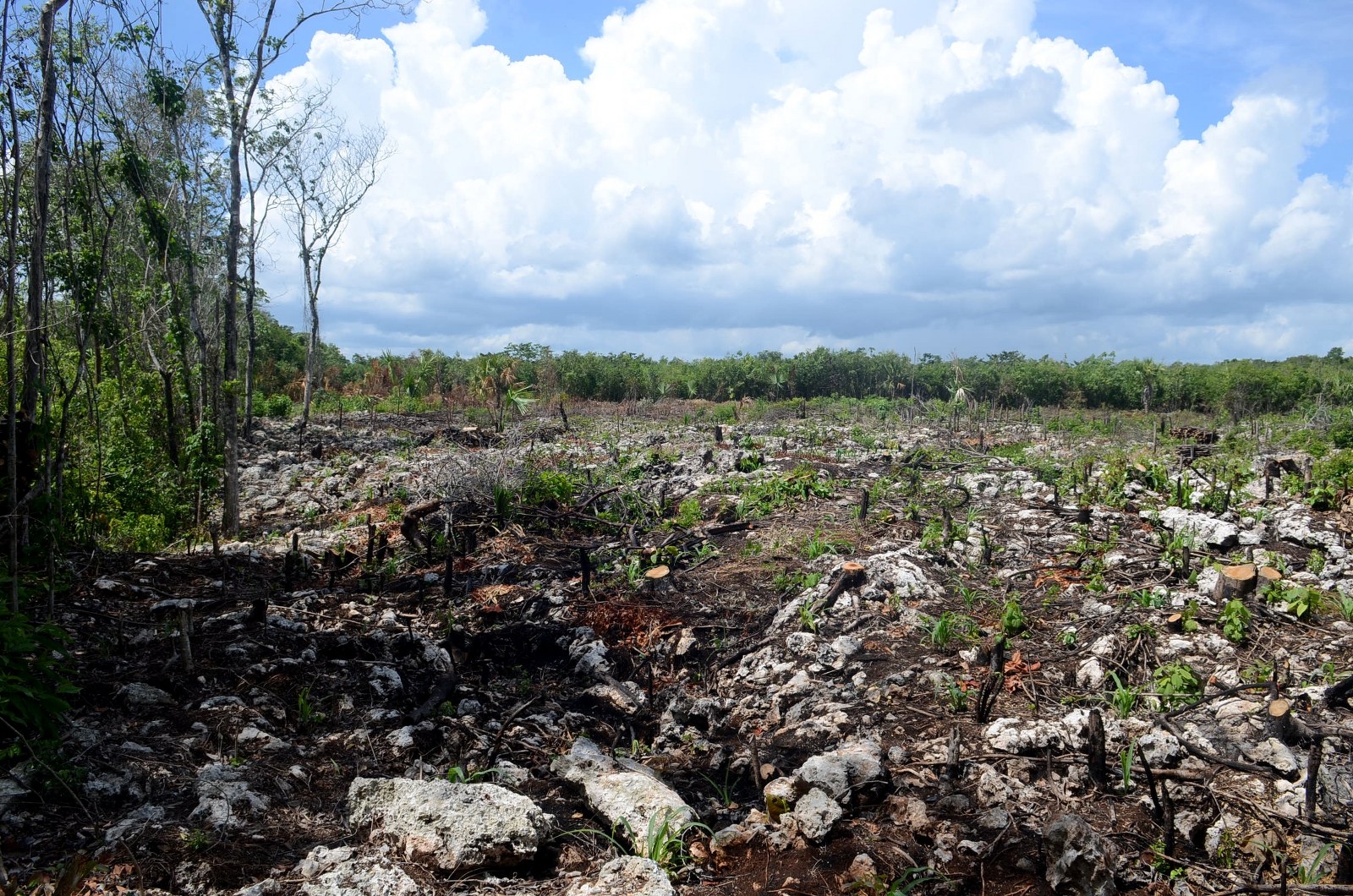 El comisariado Ejidal de Bacalar denunció que desde el 2021 detectaron a personas dedicadas a la tala ilegal de árboles en la reserva forestal de la zona