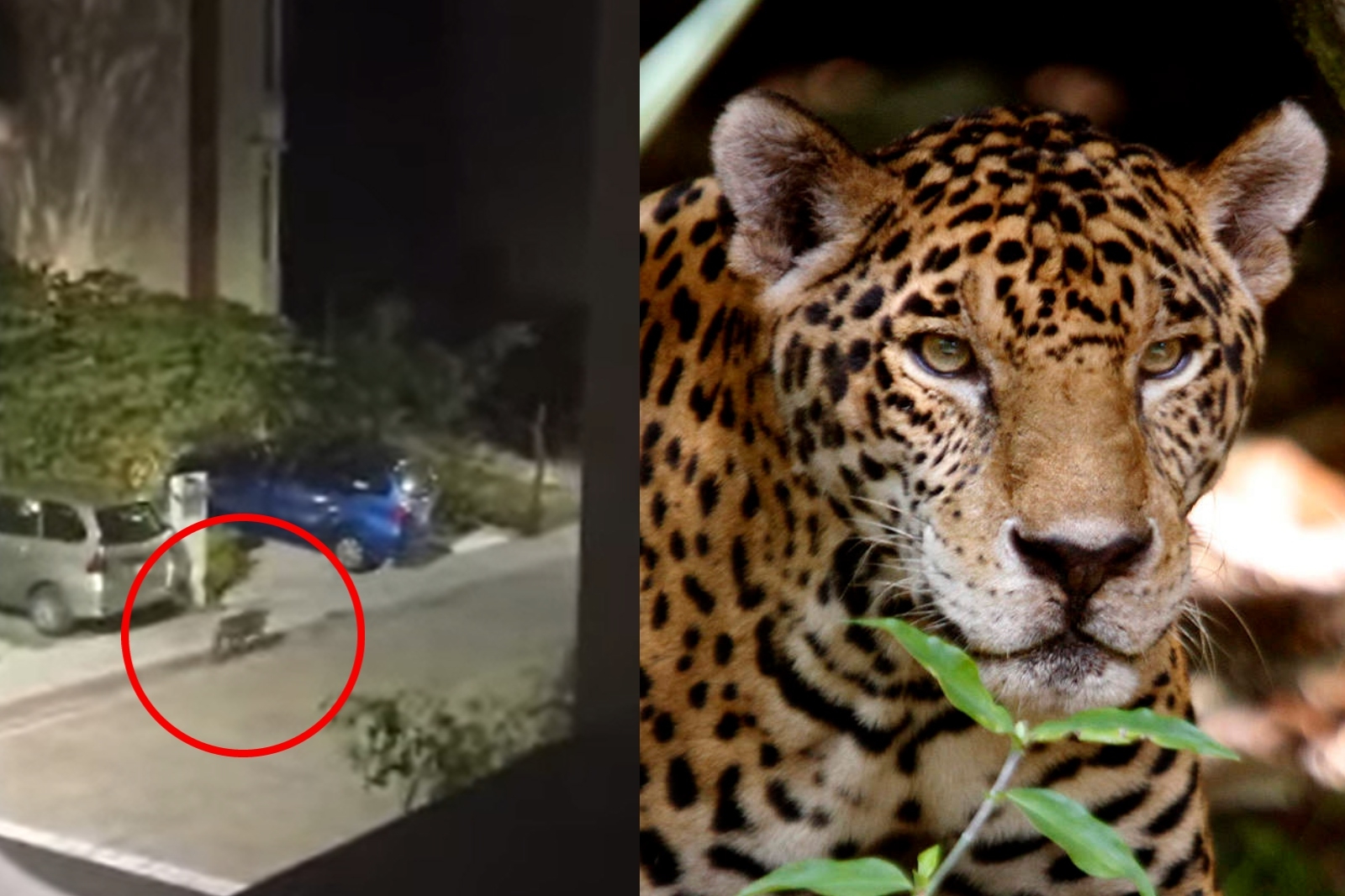 La calle en residencial Arbolada de Puerto Morelos se encontraba desierta cuando el jaguar pasó por la zona