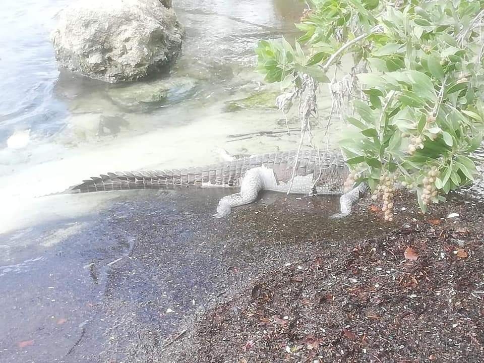 El cocodrilo fue retirado de la Bahía de Chetumal para determinar lo que causó que muriera y apareciera su cadáver en la zona