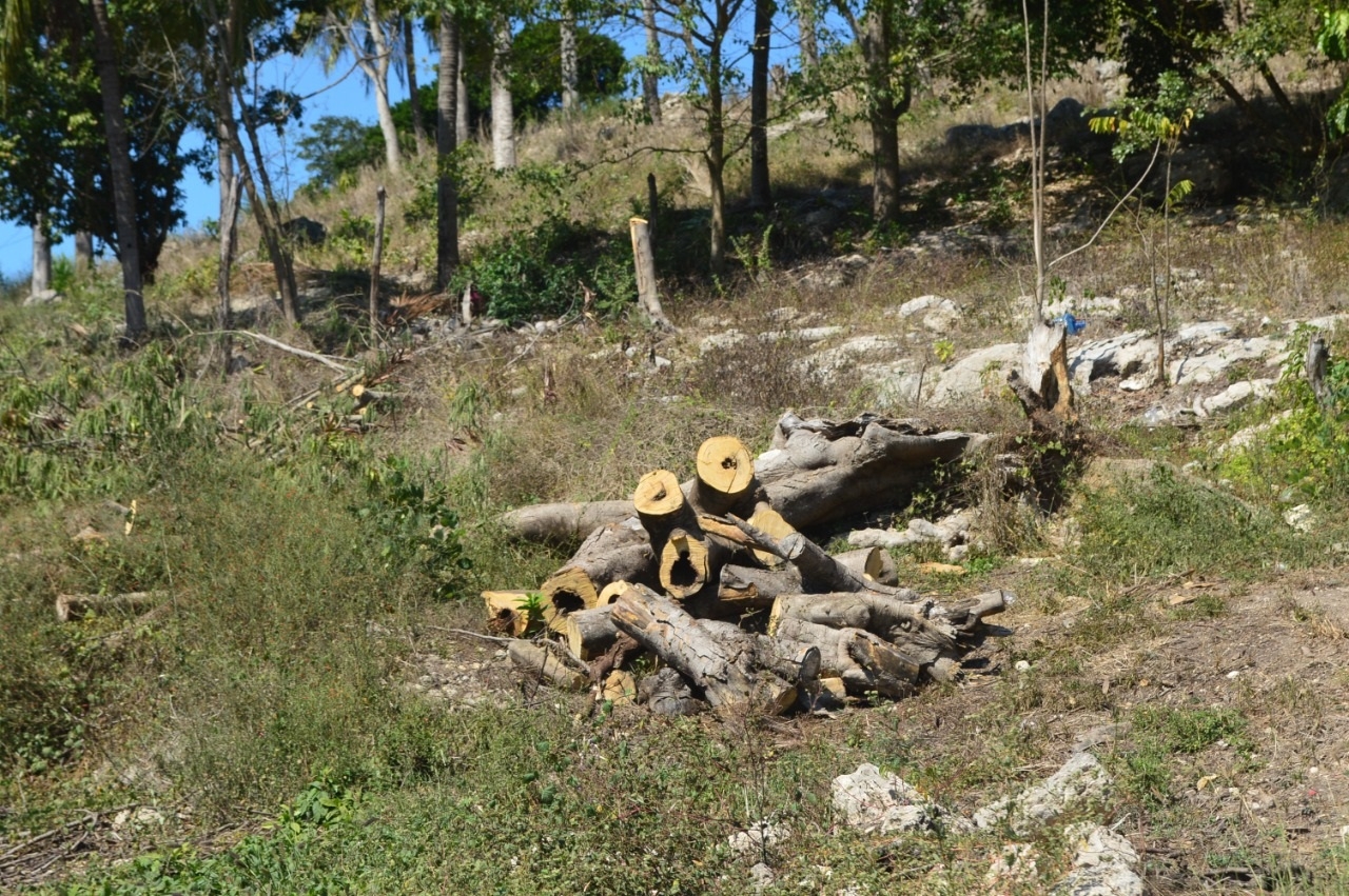 Profepa, sin personal para frenar mafia maderera en Campeche