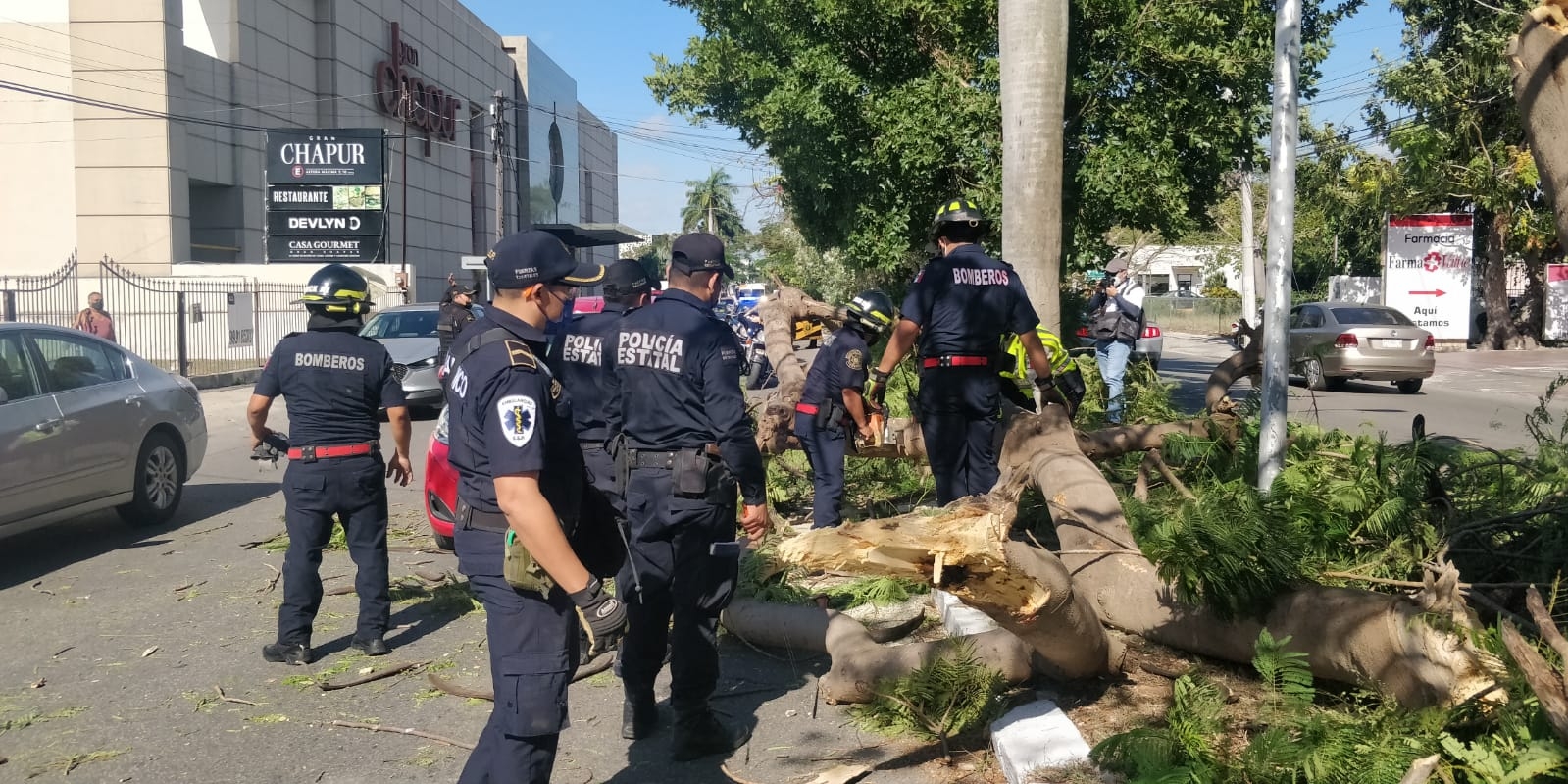 Parte de la rama de un grosor considerable cayó sobre un Nissan March