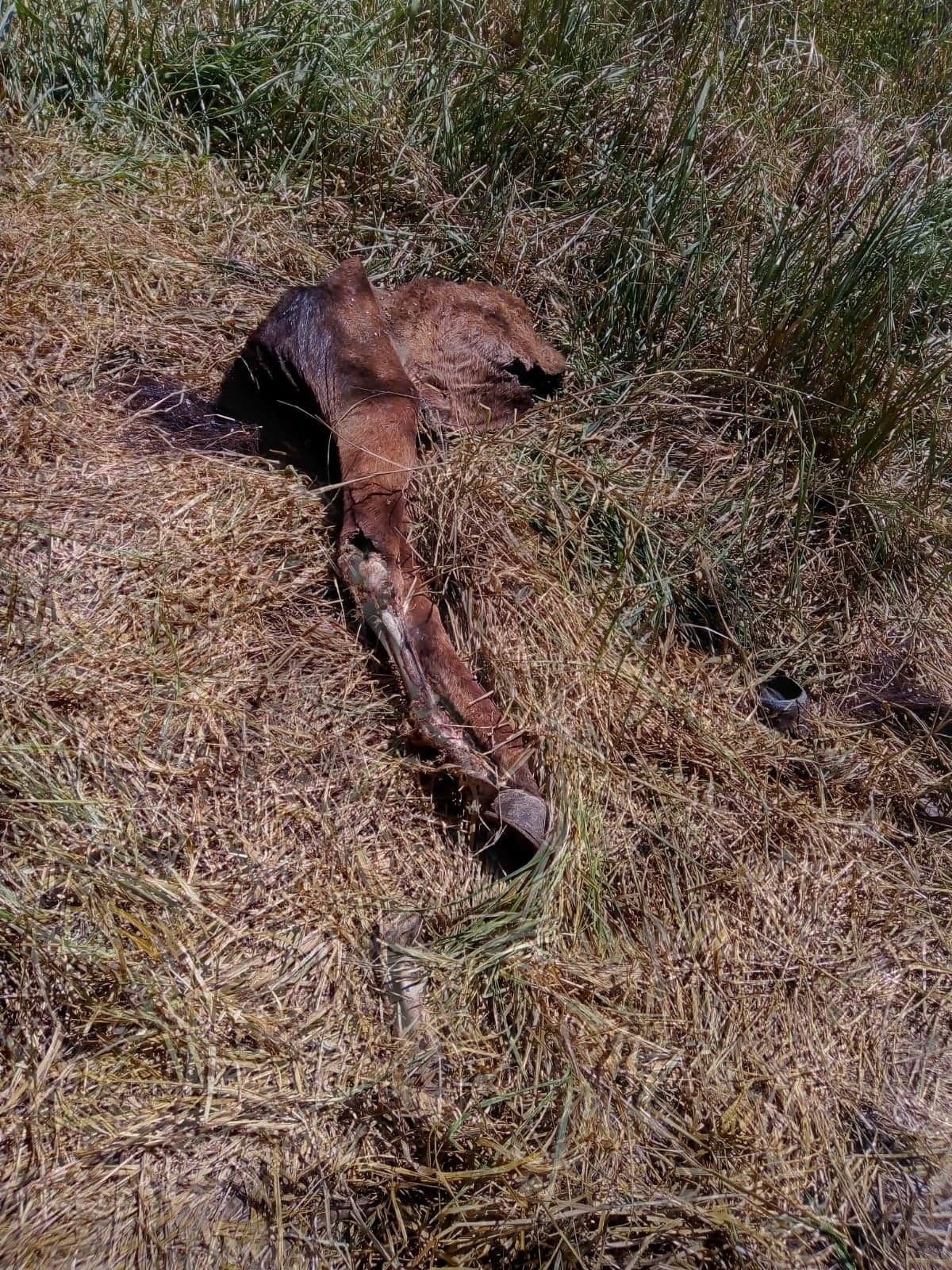 Caballo muere tras ser abandonado en un monte baldío en Panabá