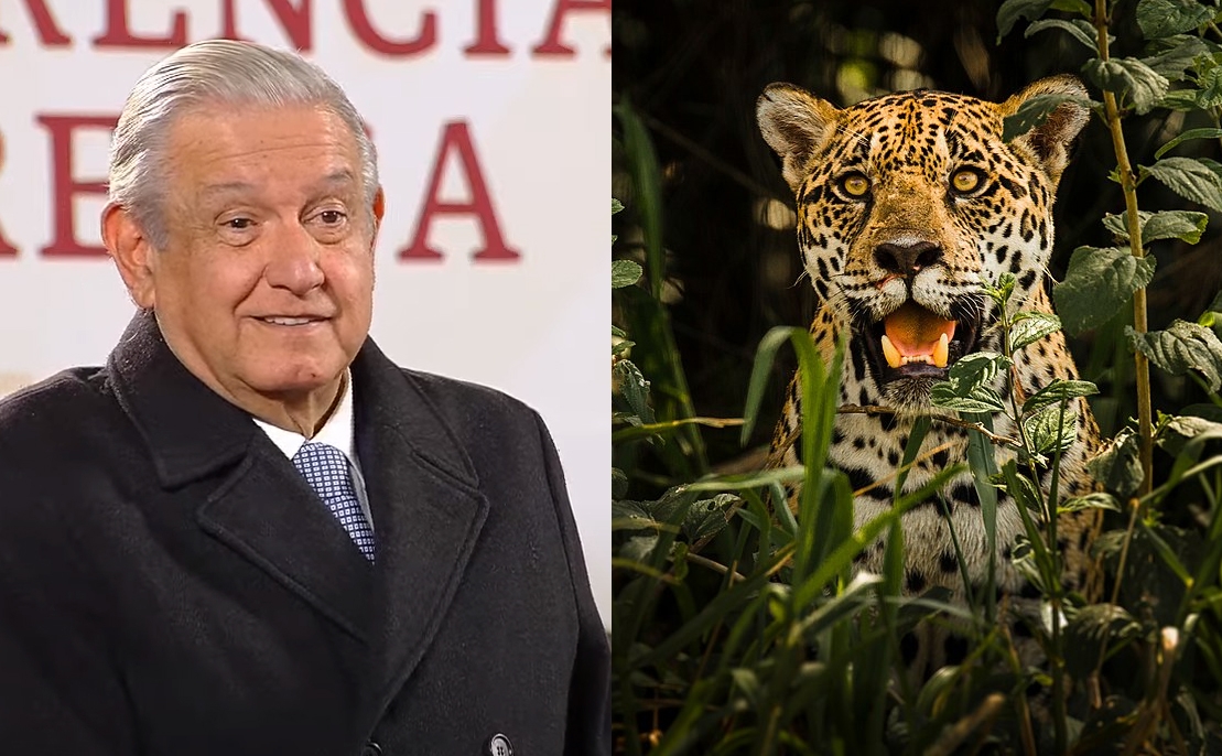 AMLO anuncia avances del Parque del Jaguar en Tulum, Quintana Roo