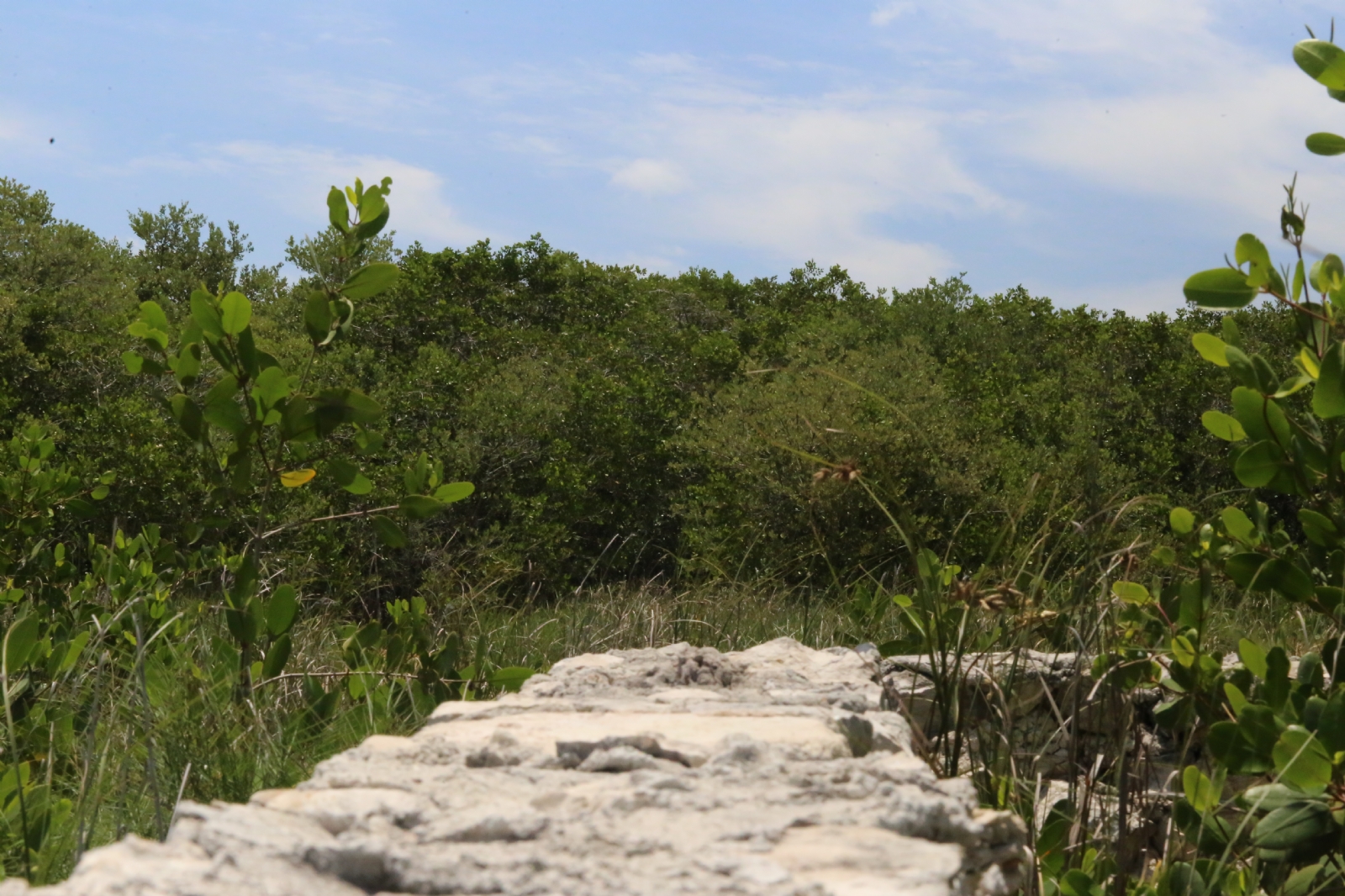 En la próxima audiencia se definirá el reclamo que existe entre los ejidatarios de Yucatán y Campeche