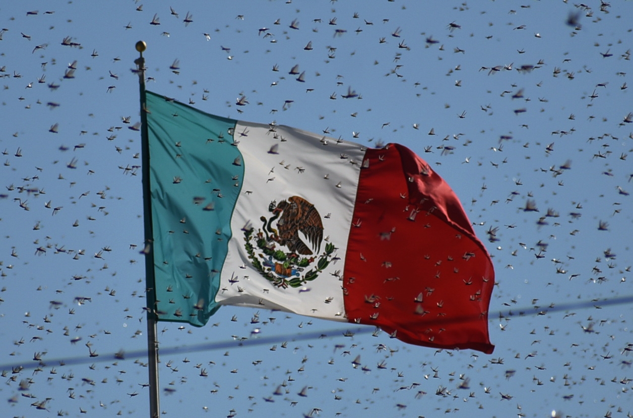 Las plagas de Langosta afectan las cosechas en todo el mundo