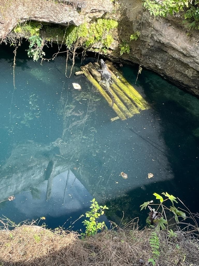 Tras vivir 17 años en el sitio, el animal era parte icónica del Cenote Azul