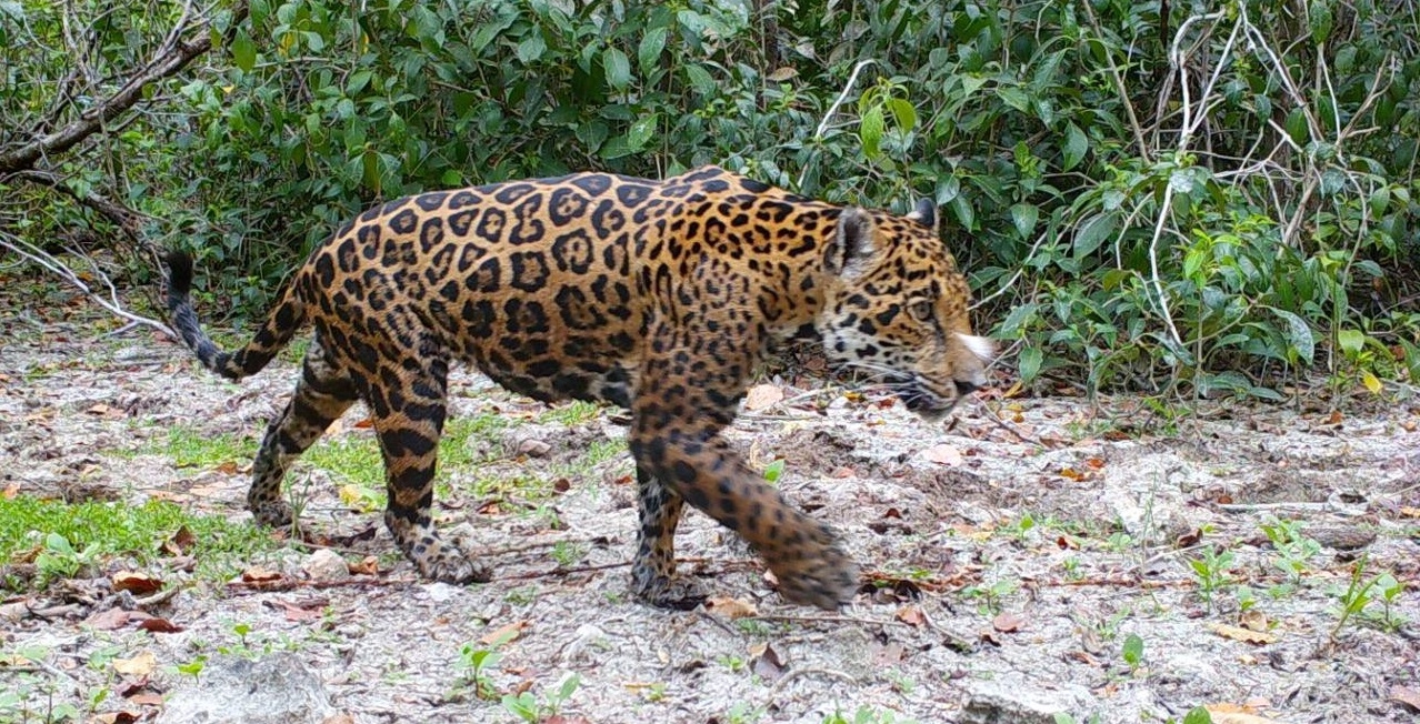 Captan a jaguares y otras especies dentro de la reserva natural de Yucatán