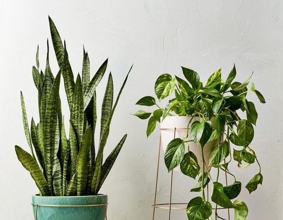 Las plantas pueden ser ubicadas en el interior como decoración