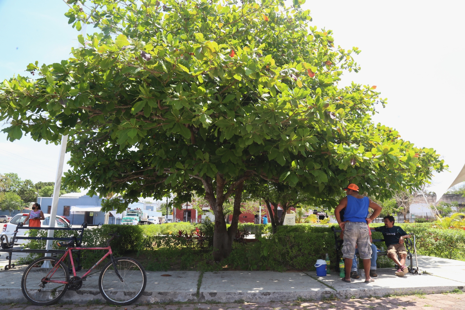 Clima en Campeche: Cielo despejado y mucho calor se prevén por la tarde