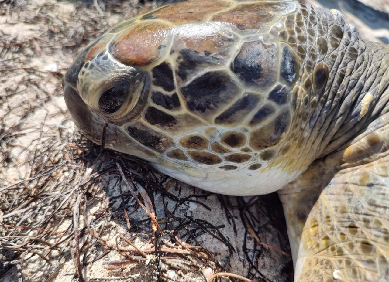 Tortuga 'verde' de casi 20 kilos recala en la costa de Telchac Puerto