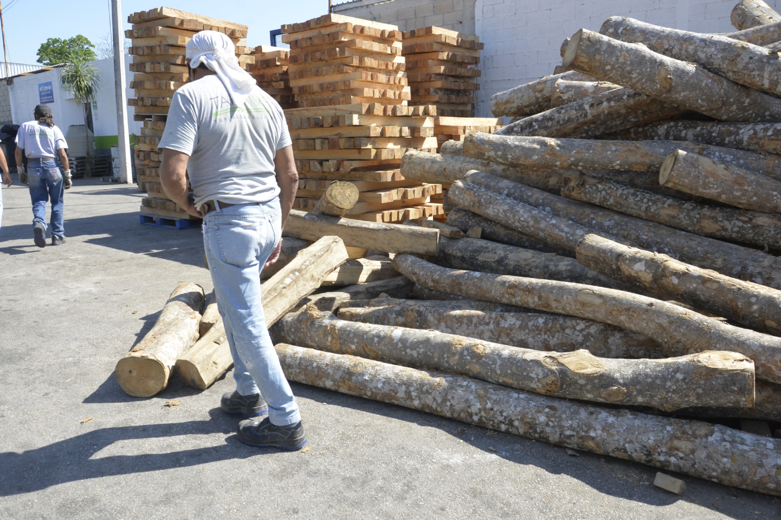 En Yucatán se trafica madera de cedro, caoba y pich